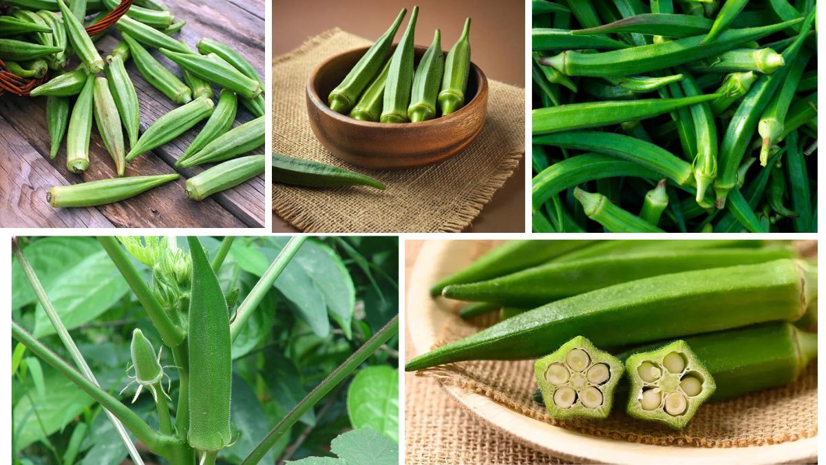 Which Country Is the Largest Okra Producer in the World?