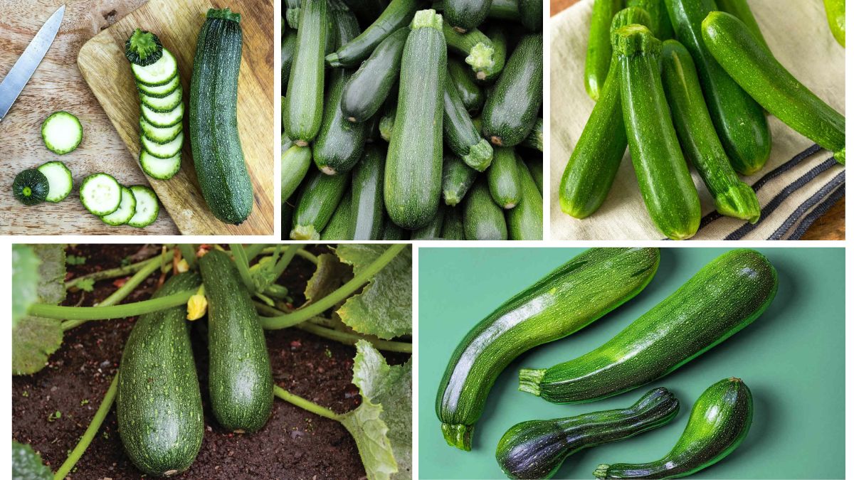 Which Country Is the Largest Zucchini Producer in the World?