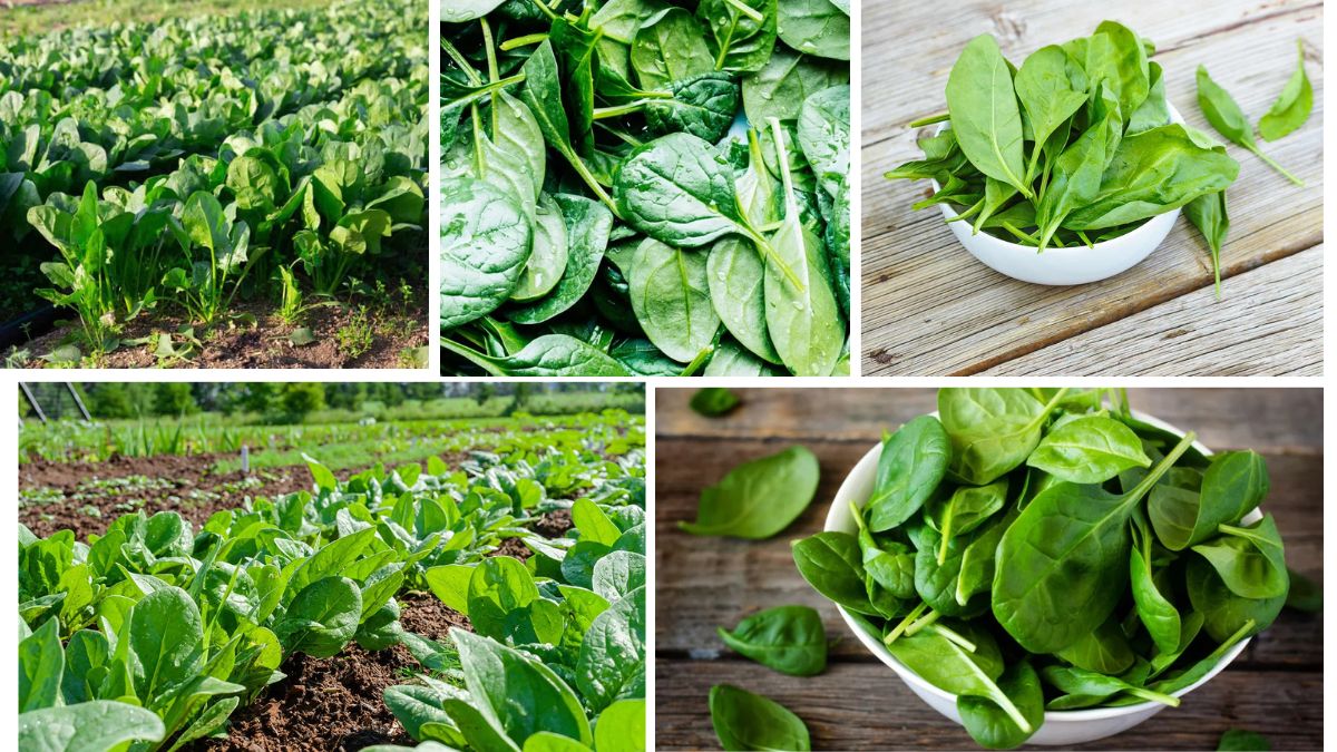 Which Country Is the Largest Spinach Producer in the World?