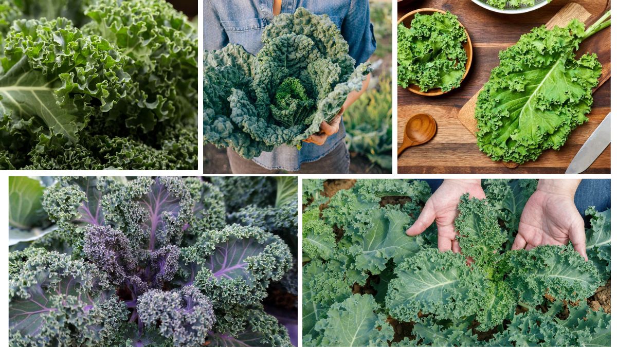 Which Country Is the Largest Kale Producer in the World?