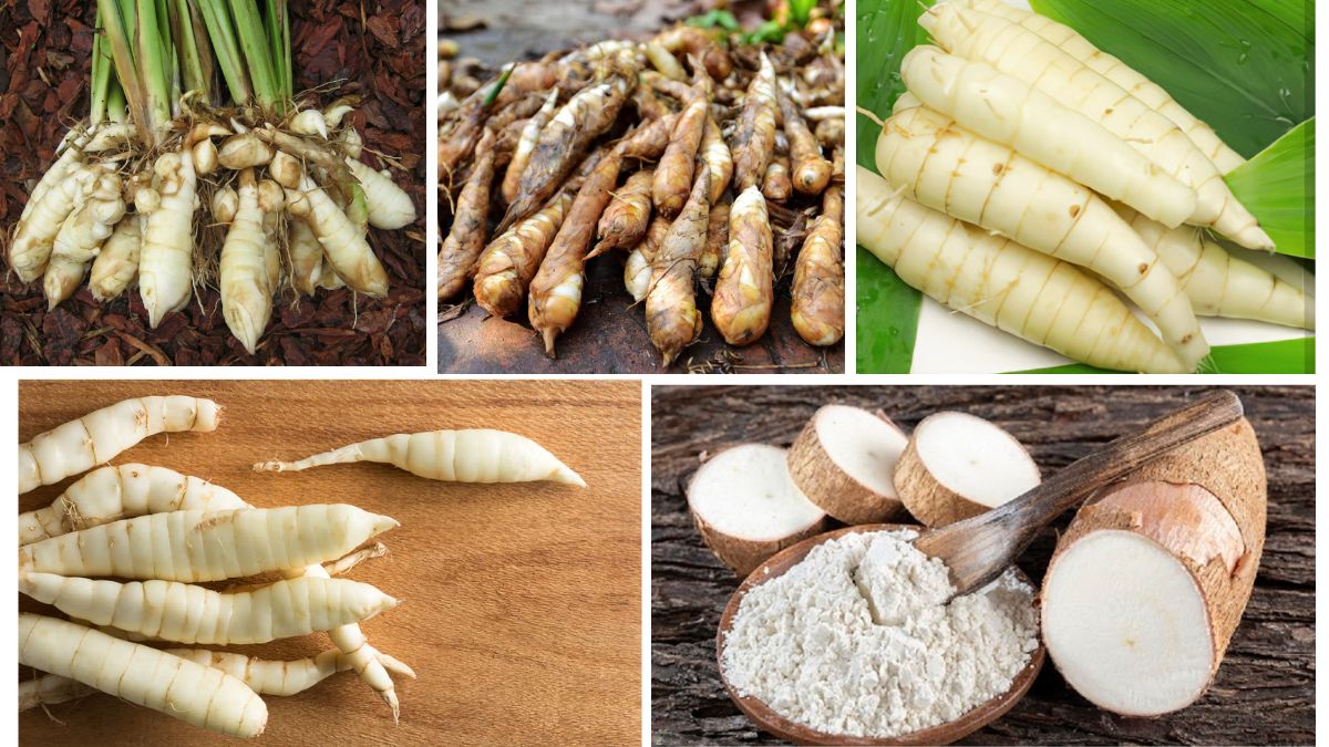 Which Country Is the Largest Arrowroot Producer in the World?