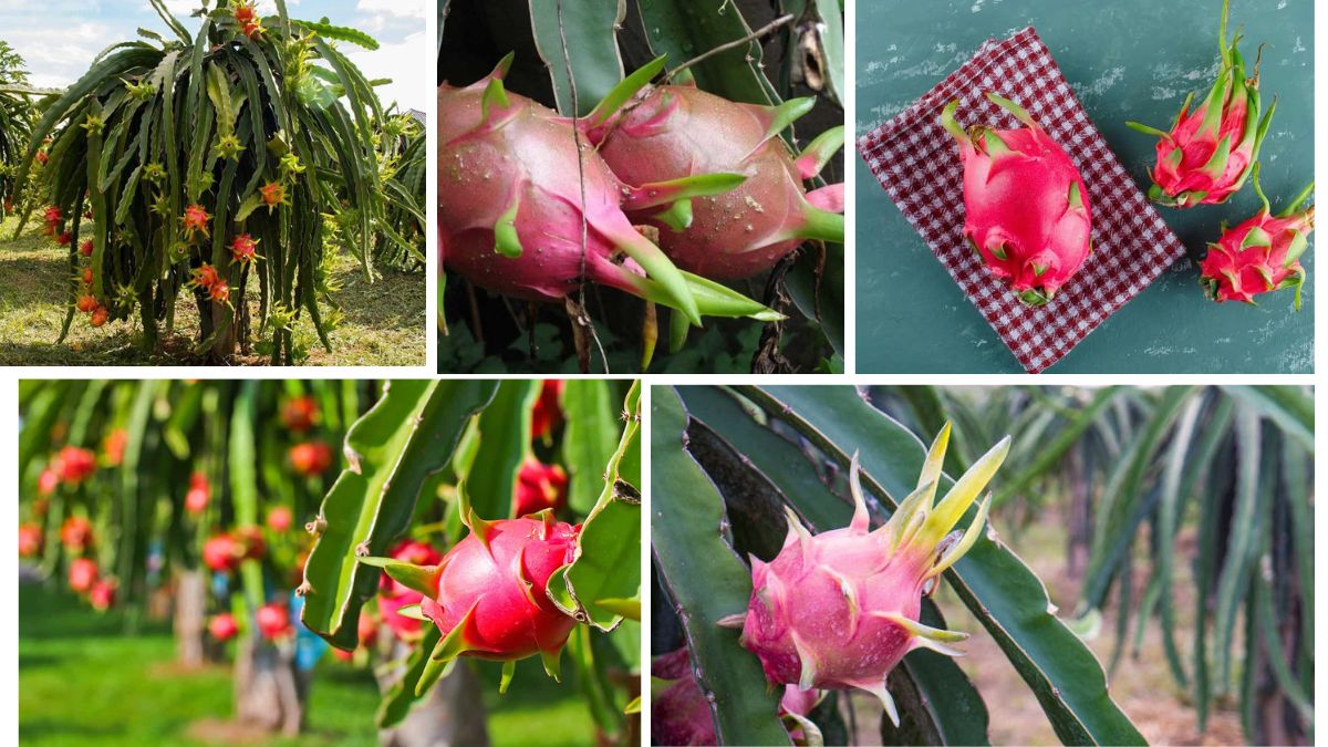 Step-by-Step Dragon Fruit Planting Guide for Beginners