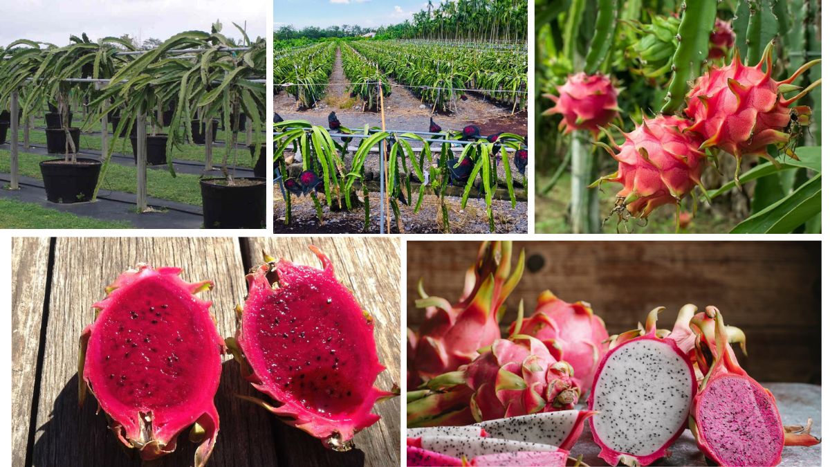 How to Train Your Dragon Fruit Plant to Climb