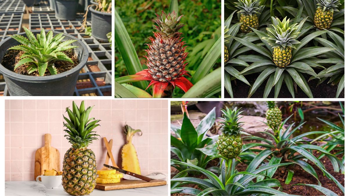 Can You Plant a Pineapple Top? Here’s the Answer