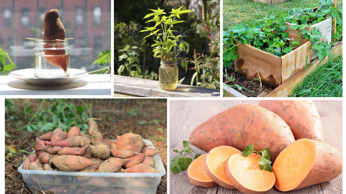 Best Companion Plants for Sweet Potatoes in Home Gardens