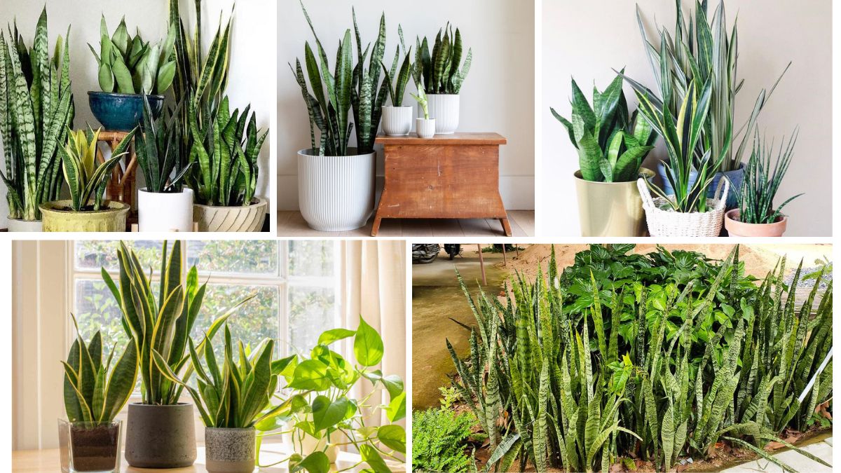 Snake Plant Care for Beginners: Watering and Beyond