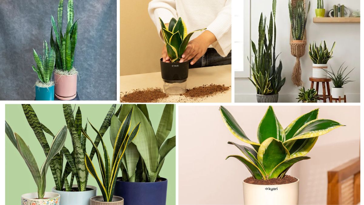 Common Snake Plant Care Mistakes and How to Avoid Them
