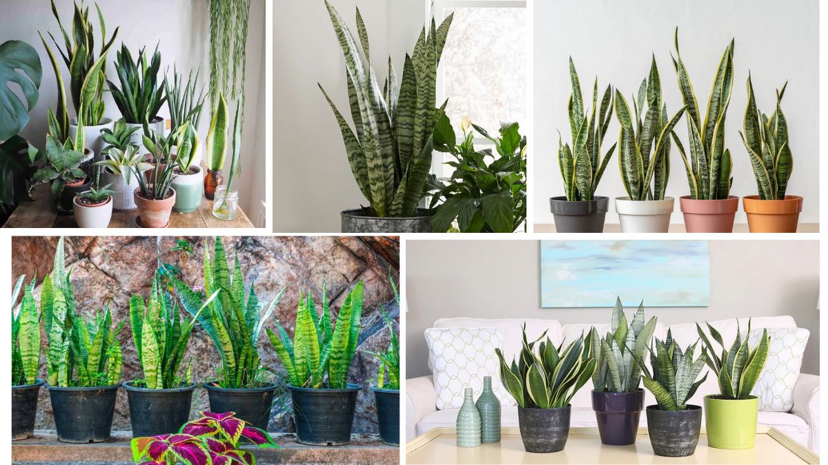 Snake Plant Light and Water Requirements Explained
