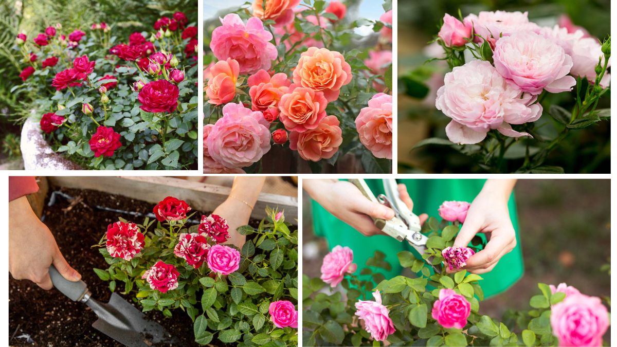 Top Garden Tips for Growing Roses
