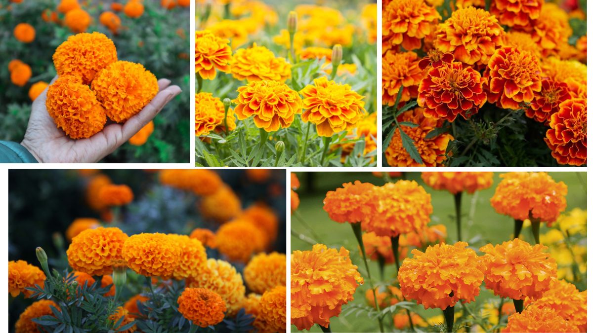 Simple Sunny Tips for Growing Marigolds