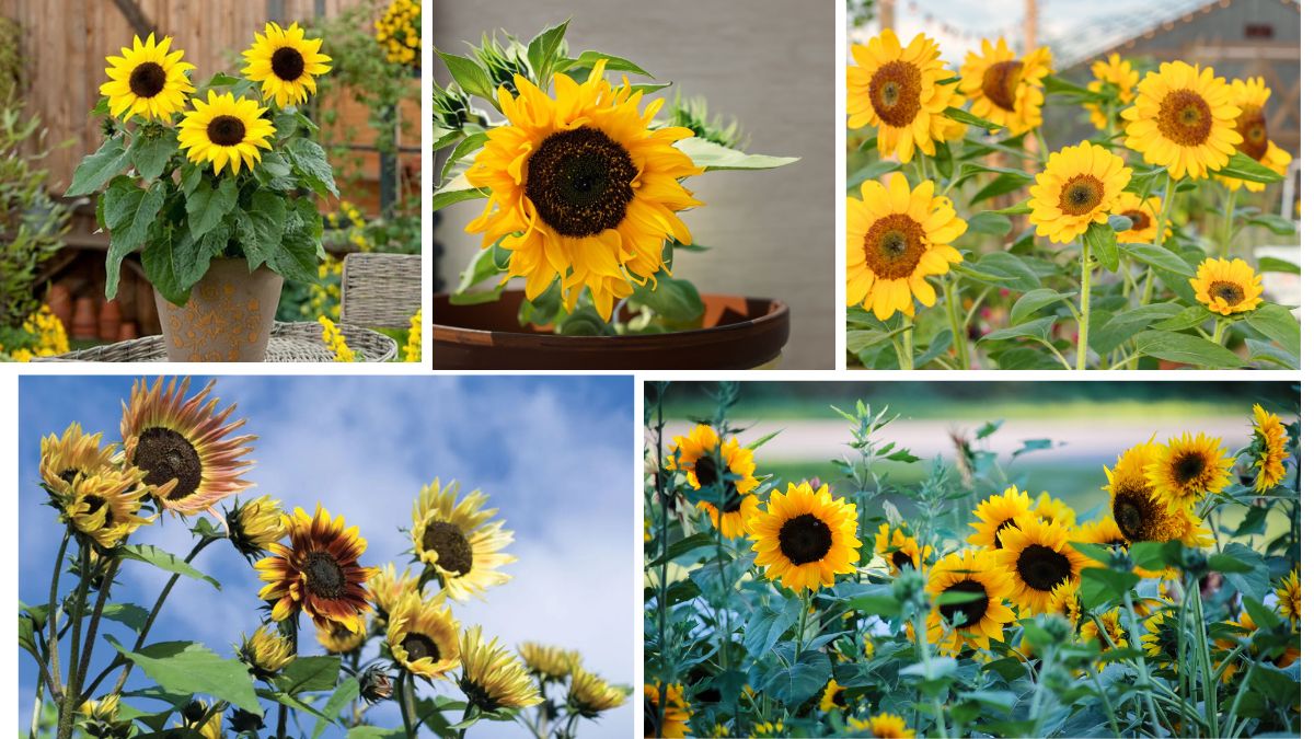 Bold and Bright Tips for Growing Sunflowers