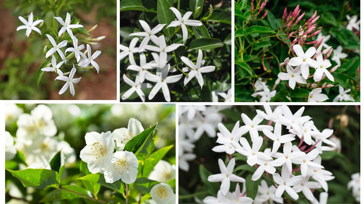 Fragrant Blooms: Tips for Growing Jasmine