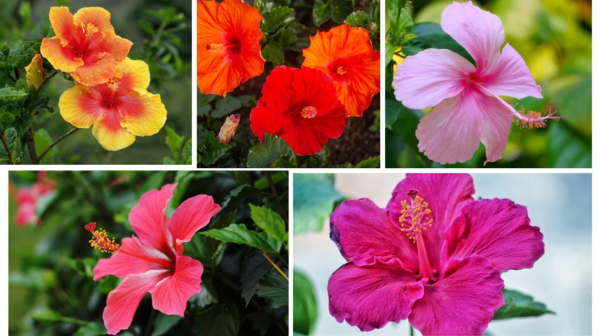 Tropical Beauty: Tips for Growing Hibiscus