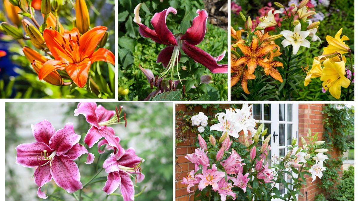 Elegant Garden Tips for Growing Lilies