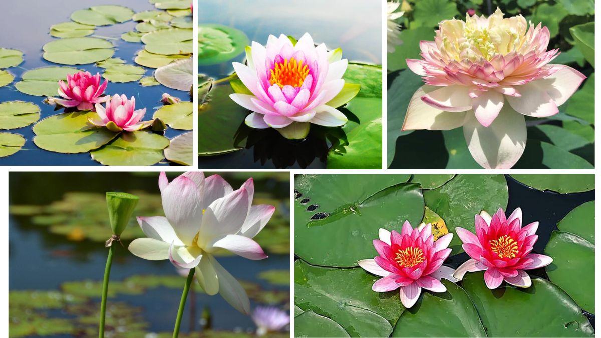 Sacred Pond Tips for Growing Lotus