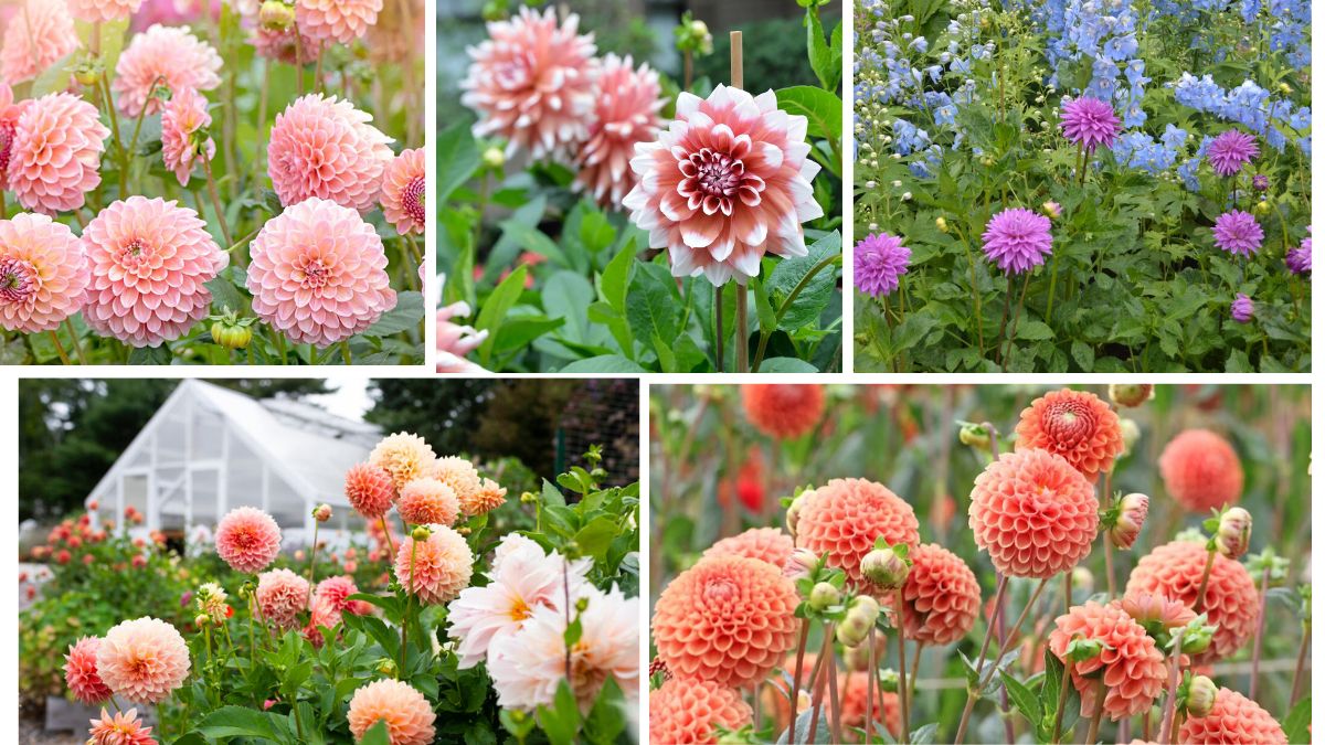 Show-Stopping Blooms: Tips for Growing Dahlias