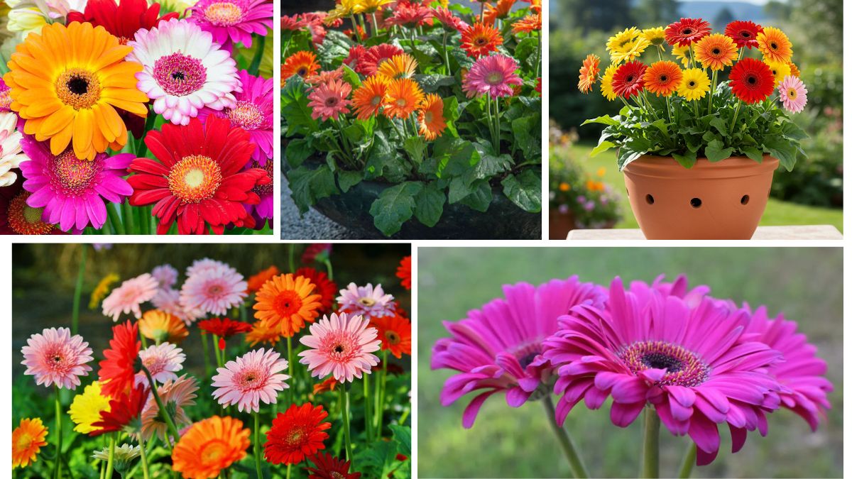 Cheerful Colors: Tips for Growing Gerberas