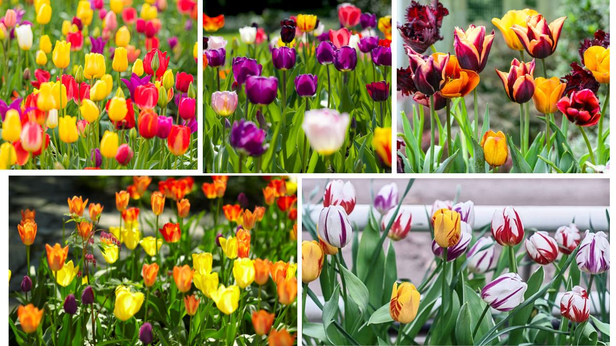 Spring Magic: Tips for Growing Tulips