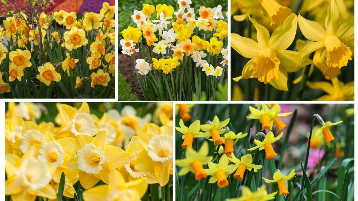 Golden Glow: Tips for Growing Daffodils