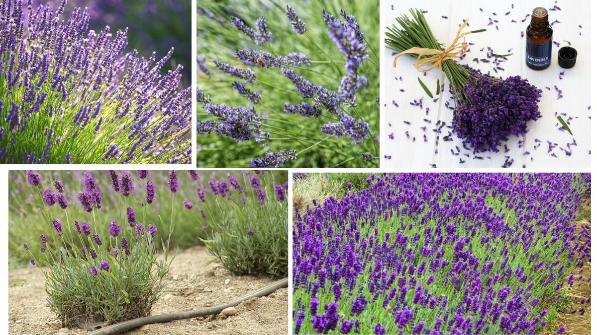 Soothing Scent: Tips for Growing Lavender