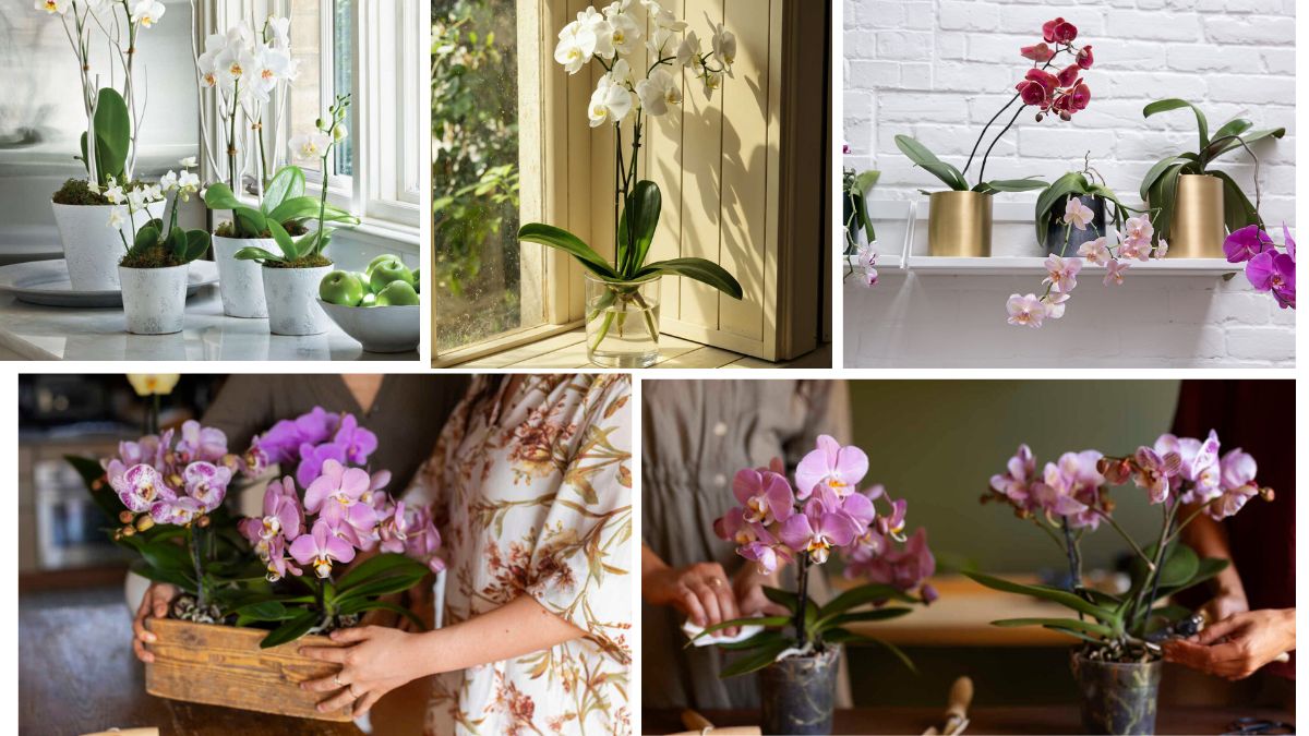 Exotic Indoor Tips for Growing Orchids