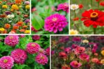 Colorful Garden Tips for Growing Zinnias