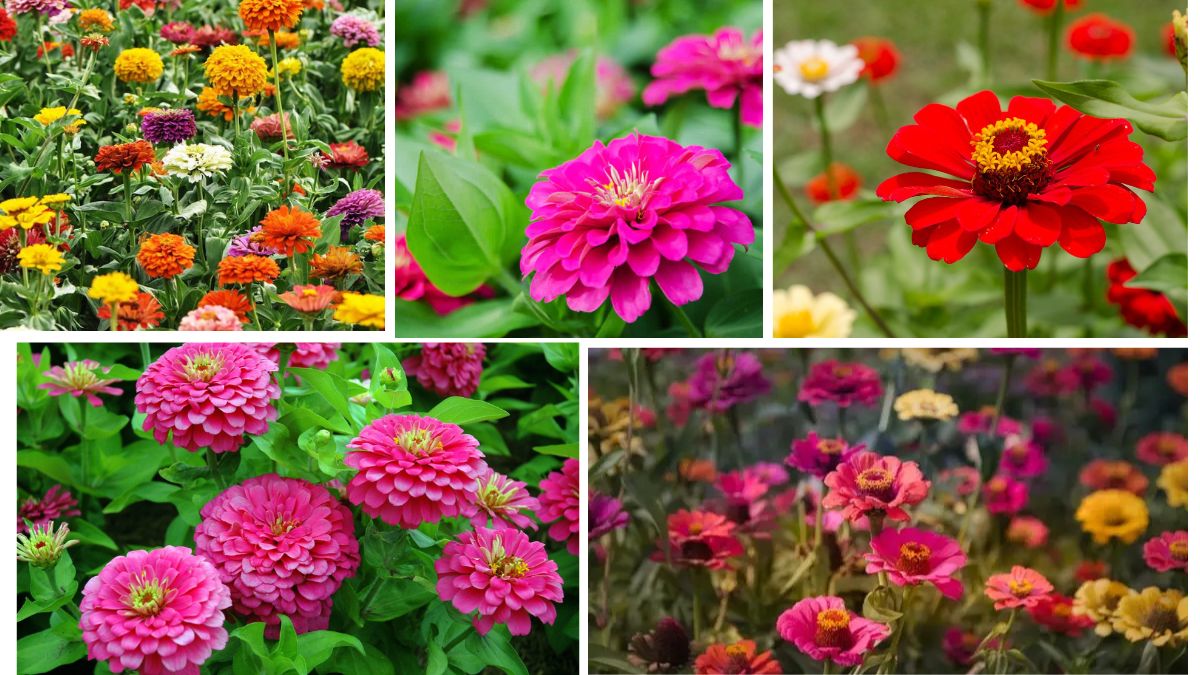 Colorful Garden Tips for Growing Zinnias