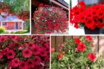 Vibrant Patio Tips for Growing Petunias
