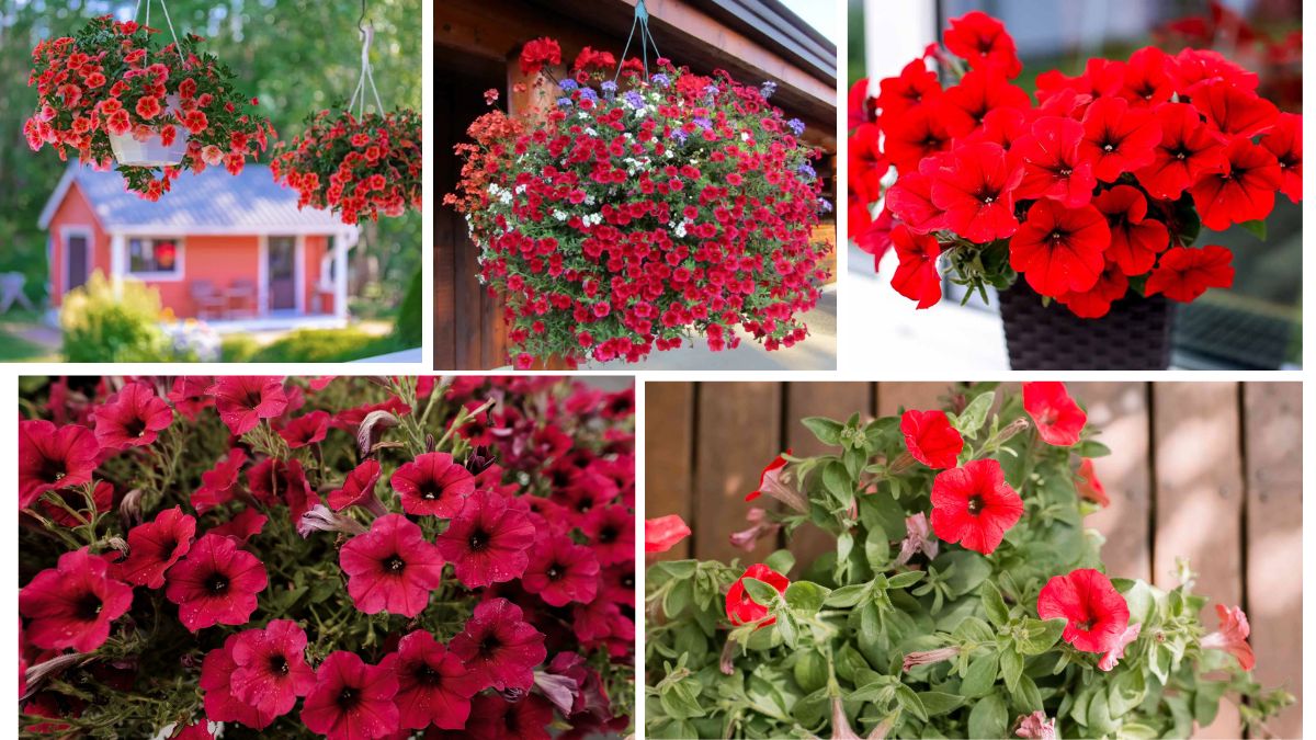 Vibrant Patio Tips for Growing Petunias