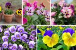 Cool Weather Tips for Growing Pansies