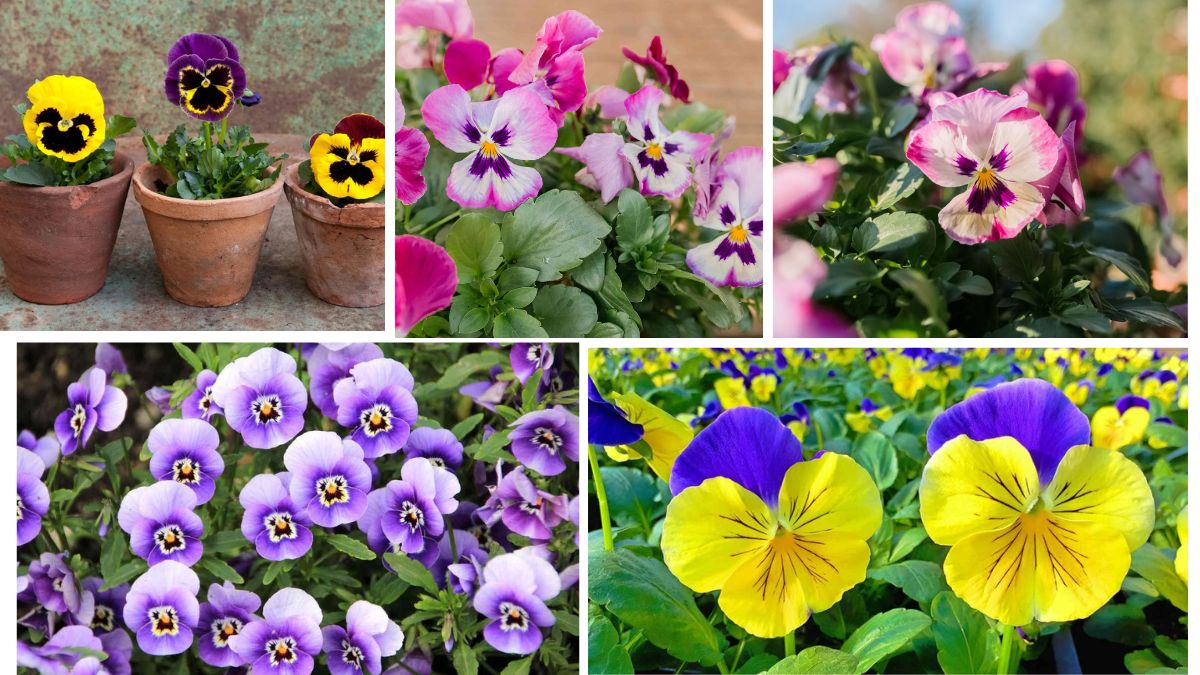 Cool Weather Tips for Growing Pansies