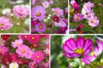 Carefree Charm: Tips for Growing Cosmos