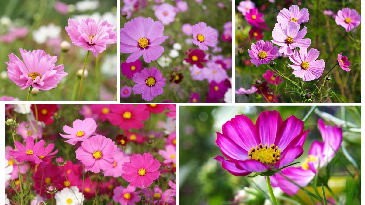 Carefree Charm: Tips for Growing Cosmos