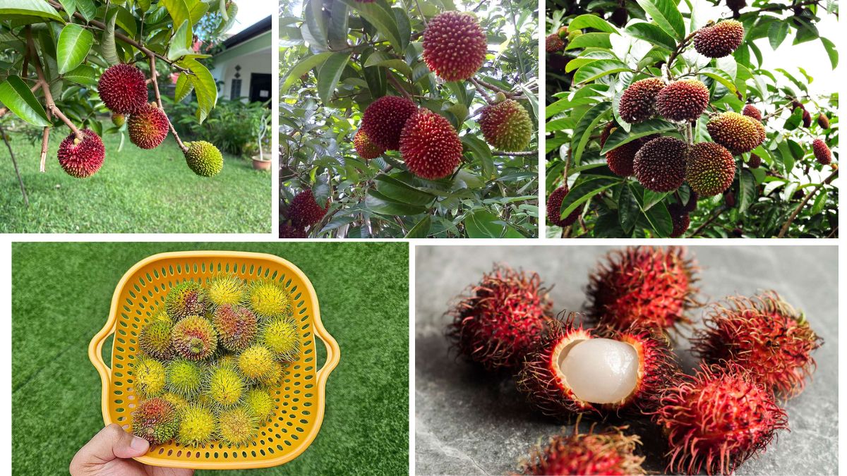 Top Pulasan Exporters in Southeast Asia