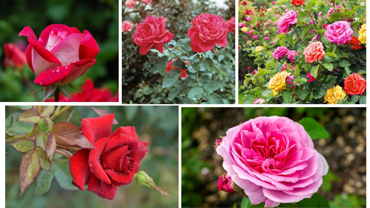 Global Overview: Who Produces the Most Rose Flowers?