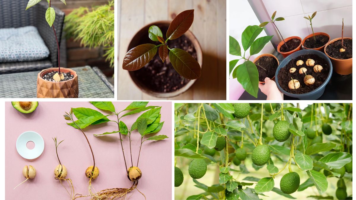 Planting an Avocado Seed Step-by-Step