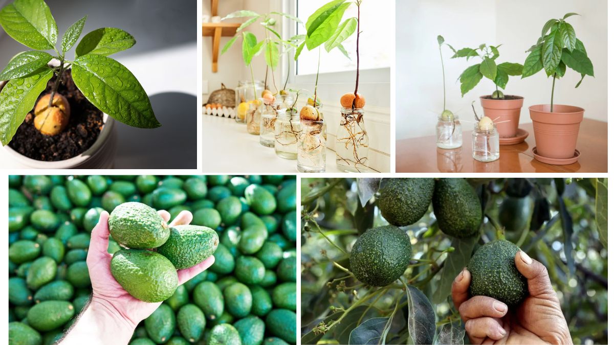 Turn a Seed into a Tree: Avocado Hack