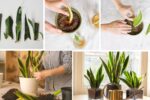Snake Plant Propagation Methods: Water vs Soil