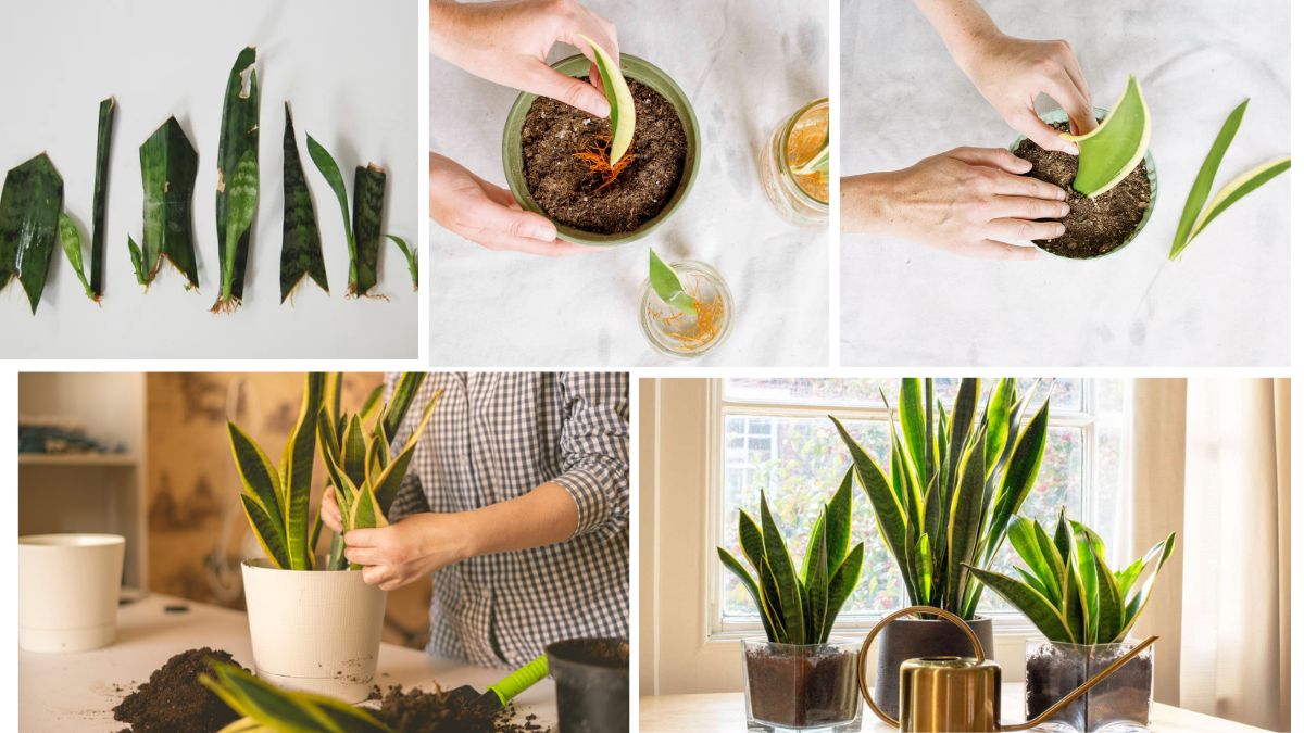 Snake Plant Propagation Methods: Water vs Soil