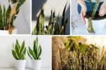 Common Snake Plant Diseases and How to Fix Them