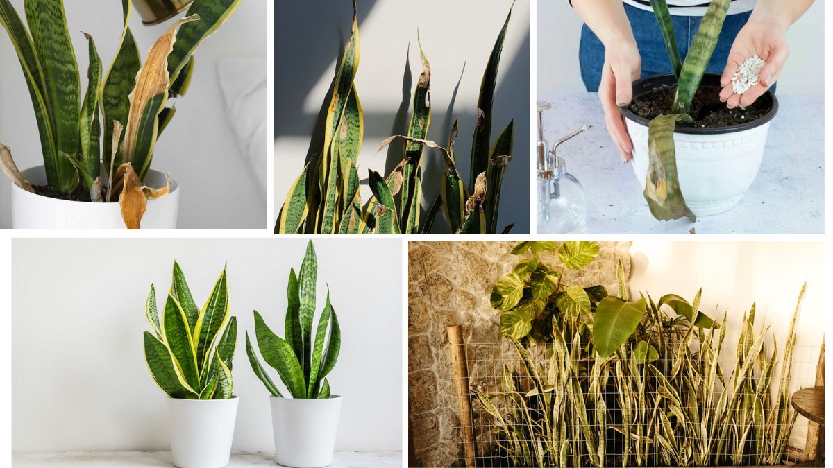 Common Snake Plant Diseases and How to Fix Them