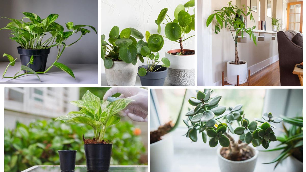 Top Money Plants That Attract Wealth and Beauty