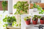 How to Care for a Pothos Plant for Fast Growth