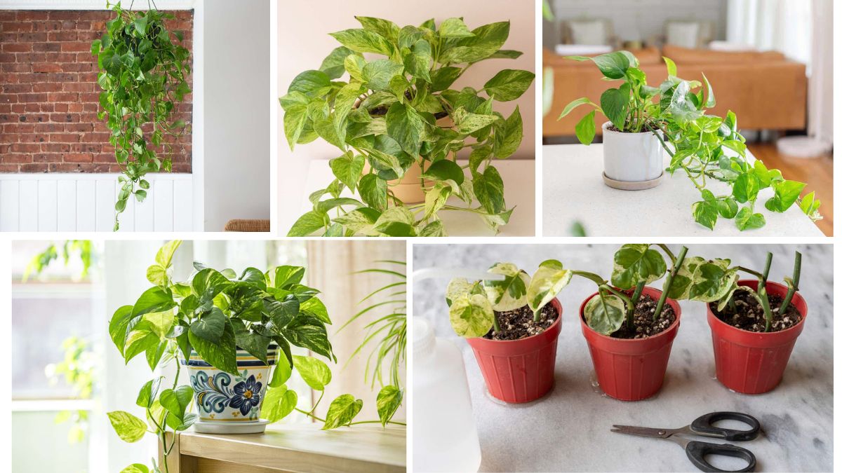 How to Care for a Pothos Plant for Fast Growth