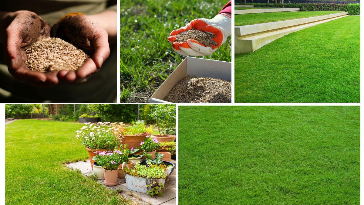 Best Time of Year to Plant Grass Seeds in India