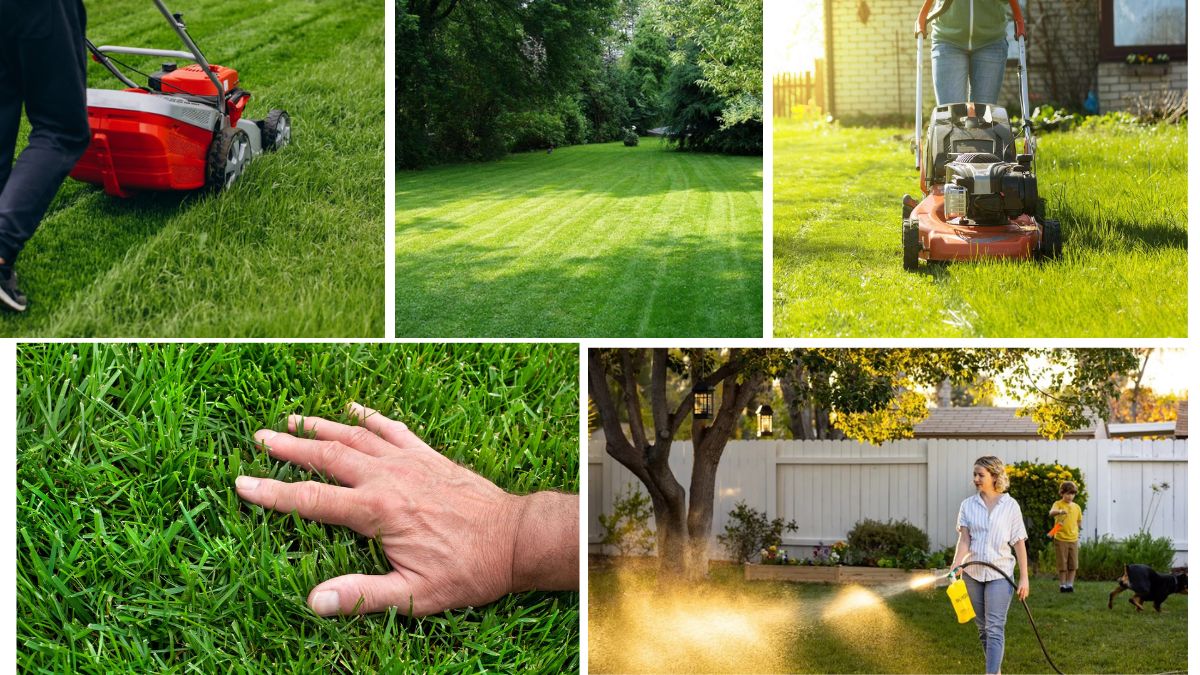Grass Care Tips Every Homeowner Should Know