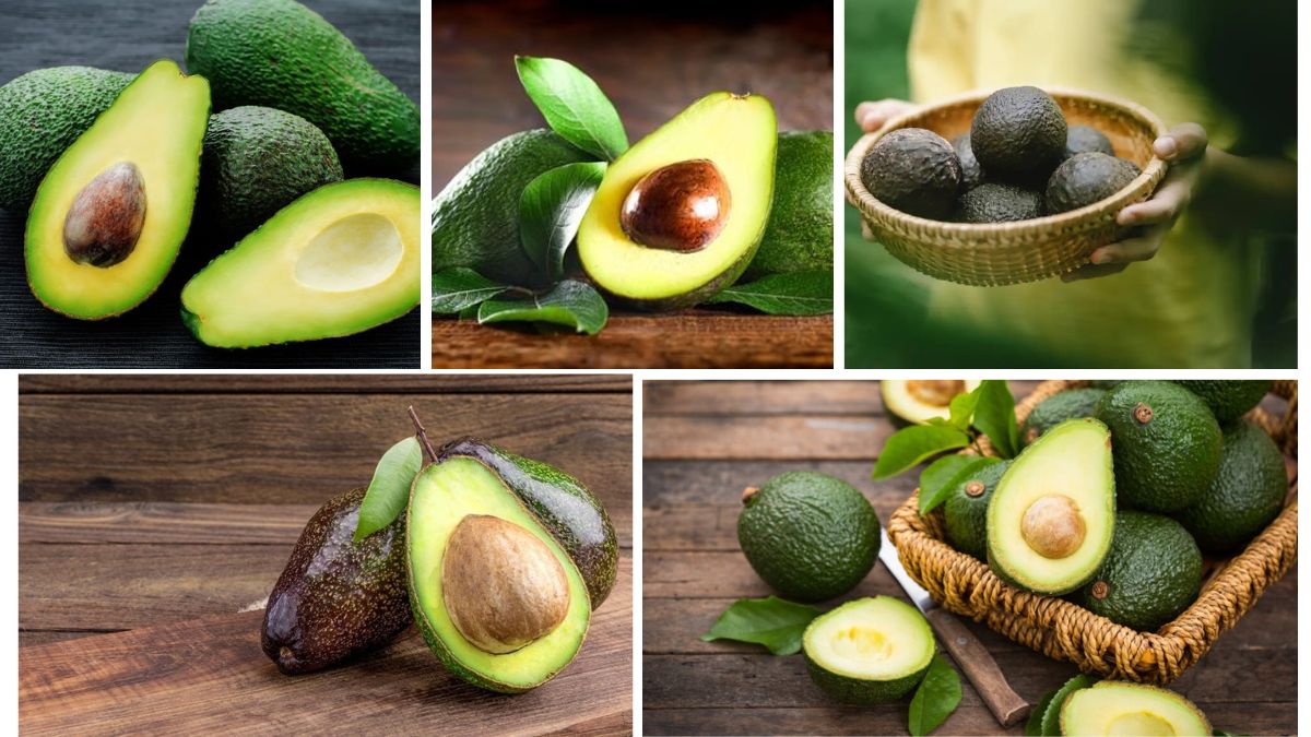 Top Avocado Exporting Countries in the World