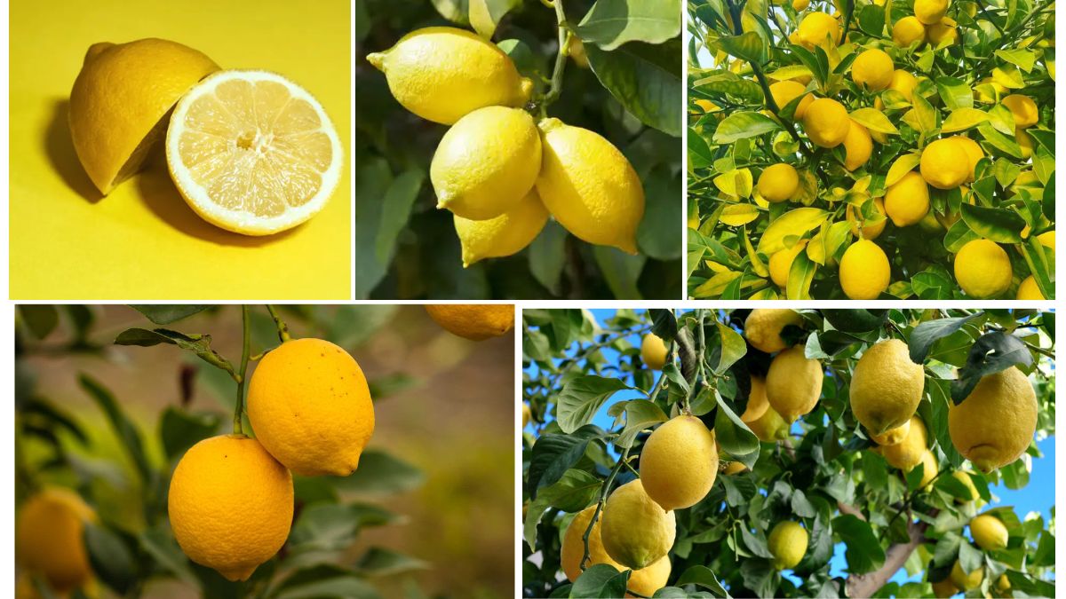 Largest Lemon Importers and Exporters by Country
