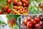 Top Tomato Exporting Nations Ranked