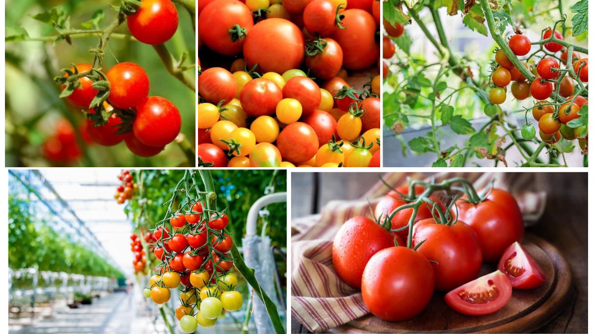 Top Tomato Exporting Nations Ranked